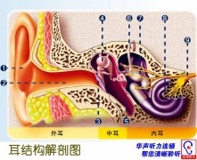 耳朵結構解剖圖！耳朵的內部結構是什么樣的？